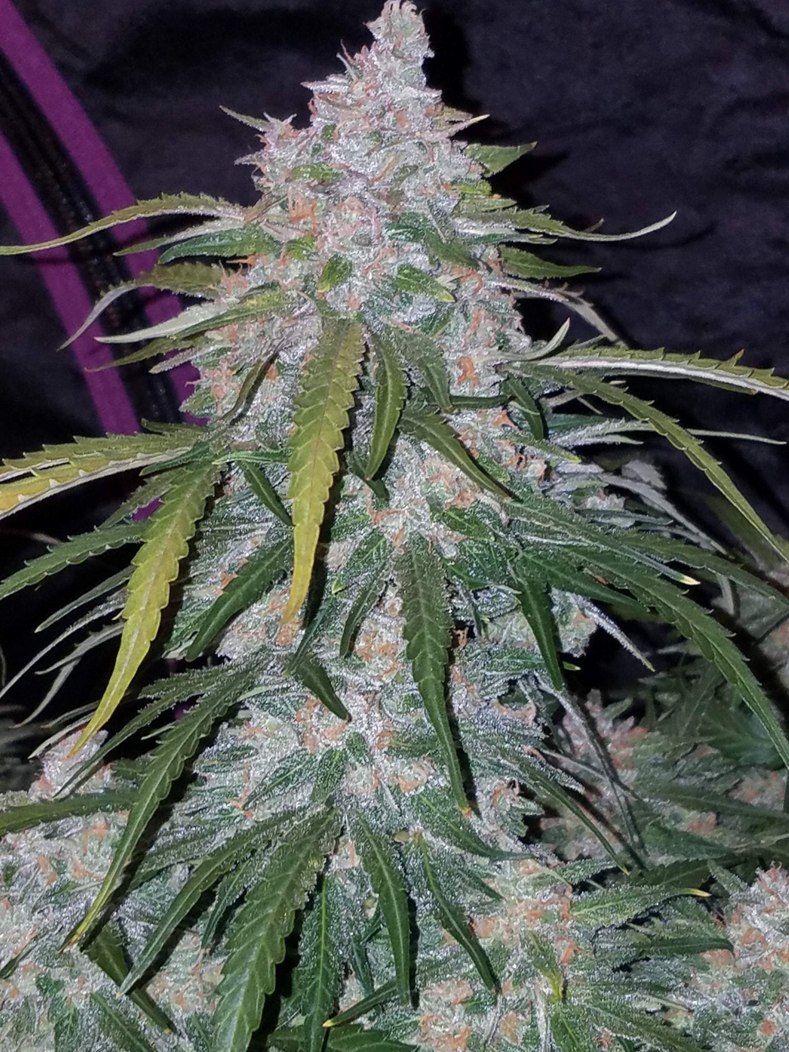 Fast Buds Pineapple Express Auto - Bud Brothers