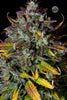 Fast Buds Pineapple Express Auto - Bud Brothers