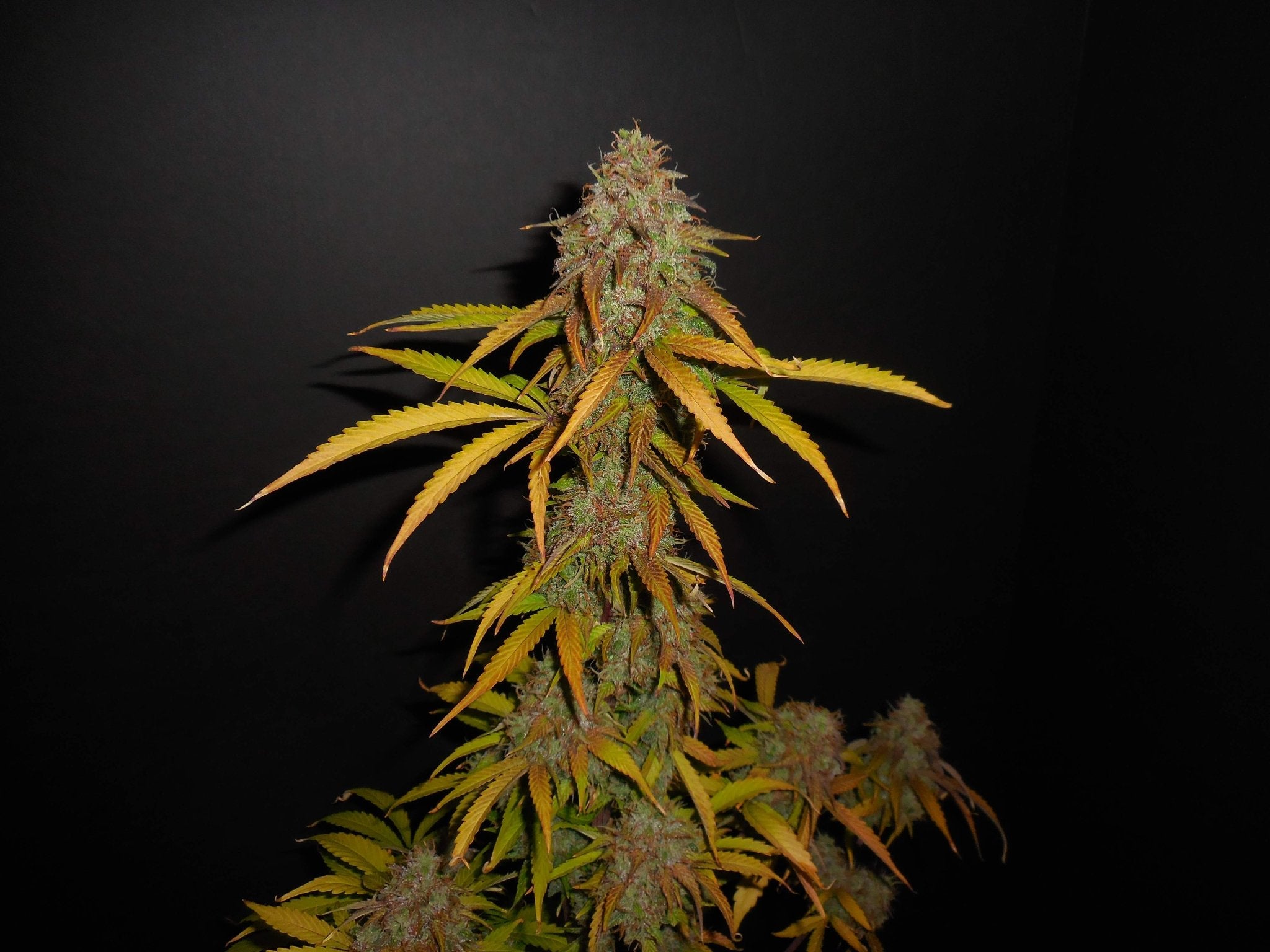 Fast Buds Pineapple Express Auto - Bud Brothers