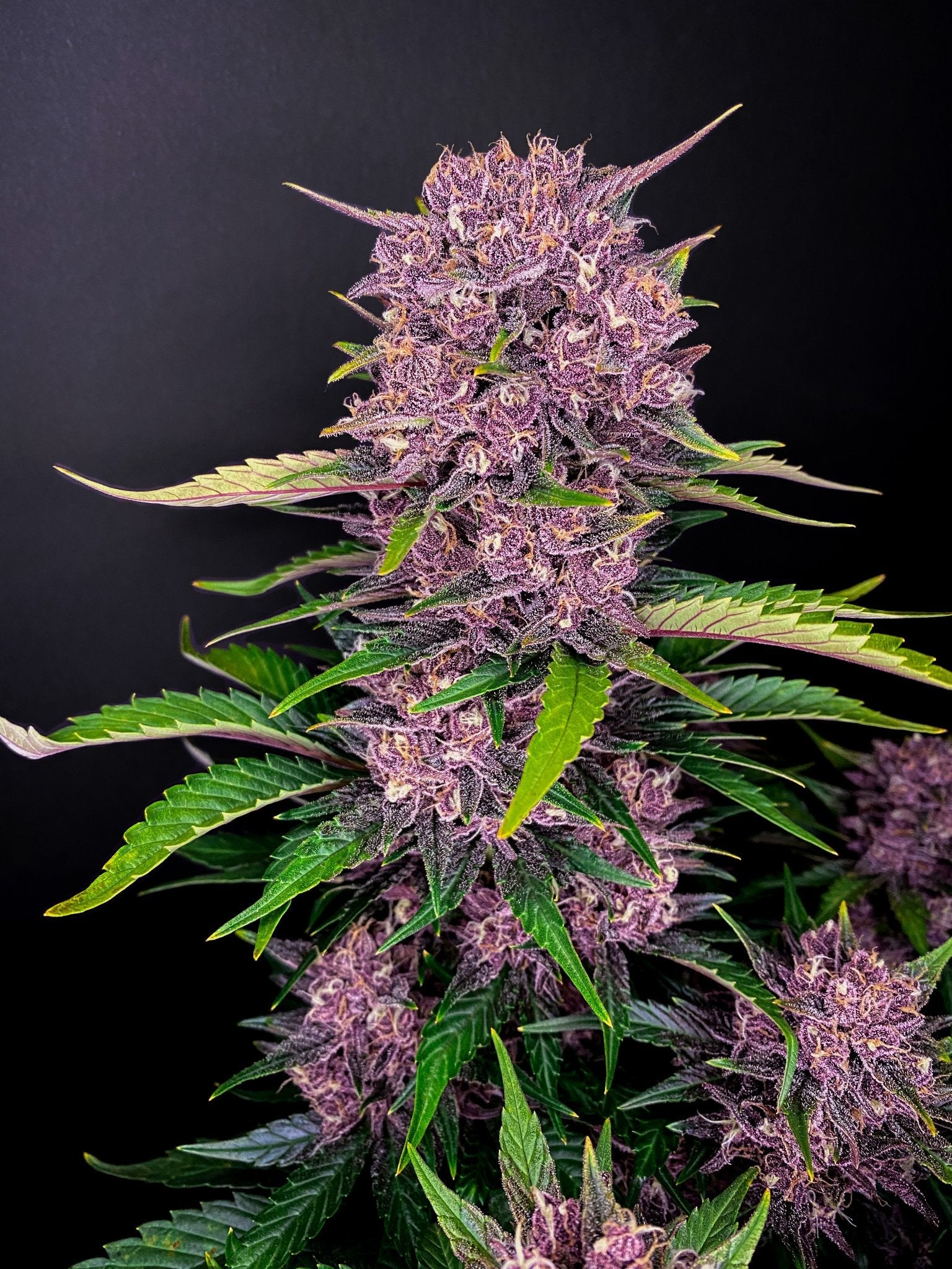 Fast Buds Purple Lemonade - Bud Brothers