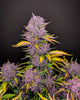 Fast Buds Purple Lemonade - Bud Brothers