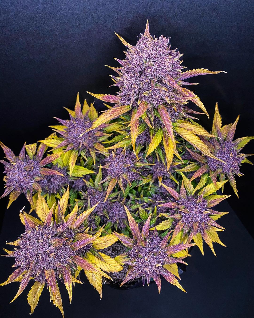 Fast Buds Purple Lemonade - Bud Brothers