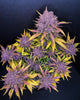 Fast Buds Purple Lemonade - Bud Brothers