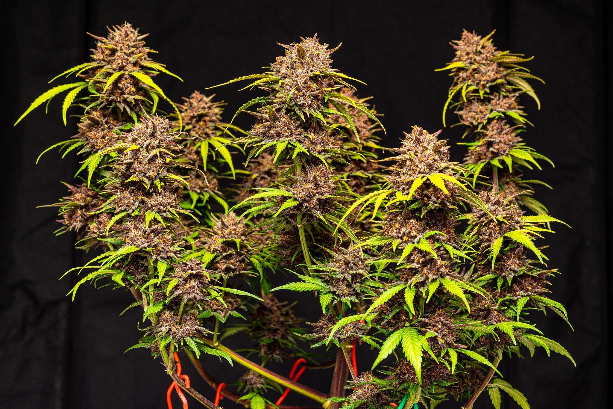 Fast Buds Purple Lemonade - Bud Brothers