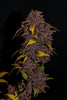 Fast Buds Purple Lemonade - Bud Brothers