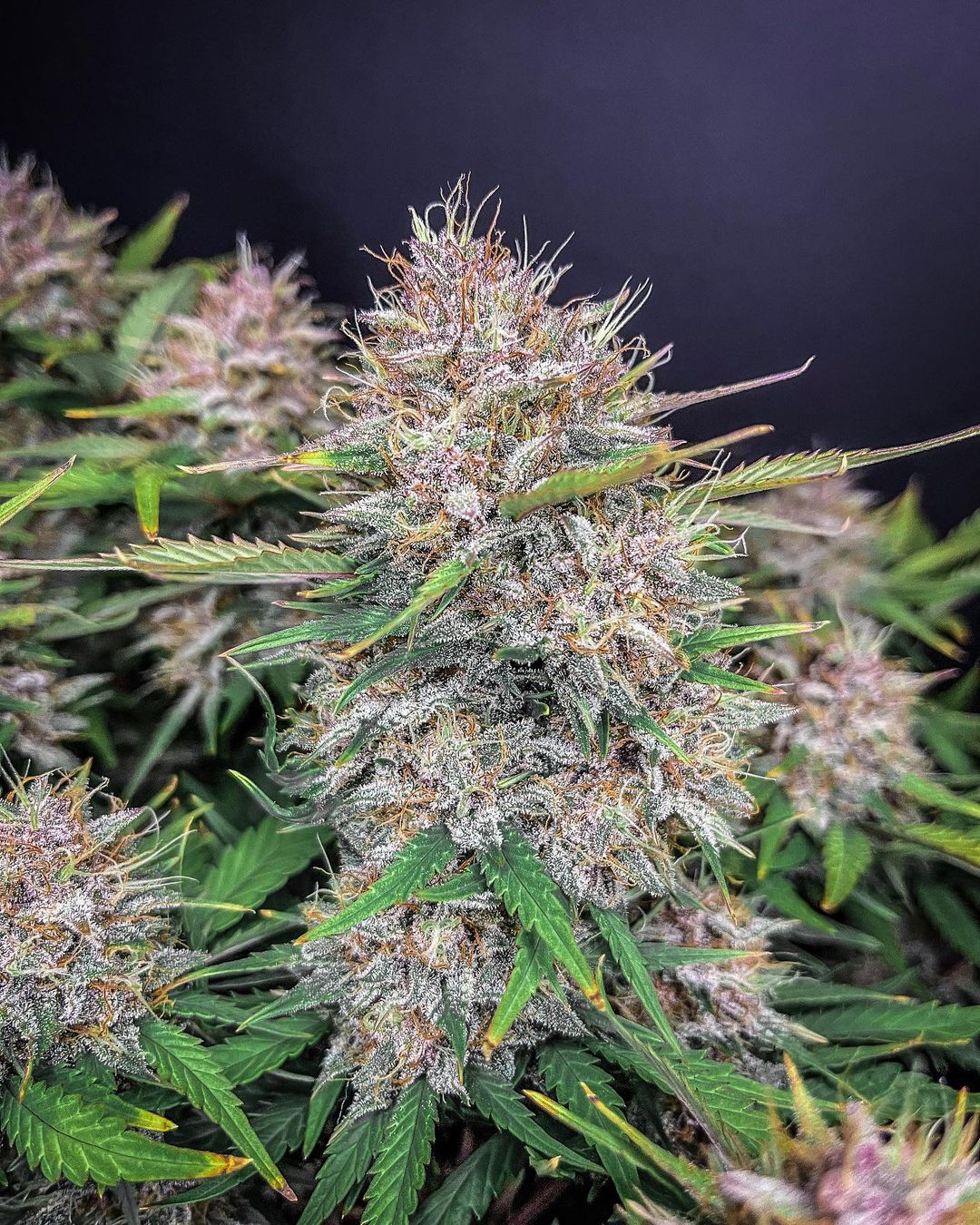 Fast Buds Purple Lemonade - Bud Brothers