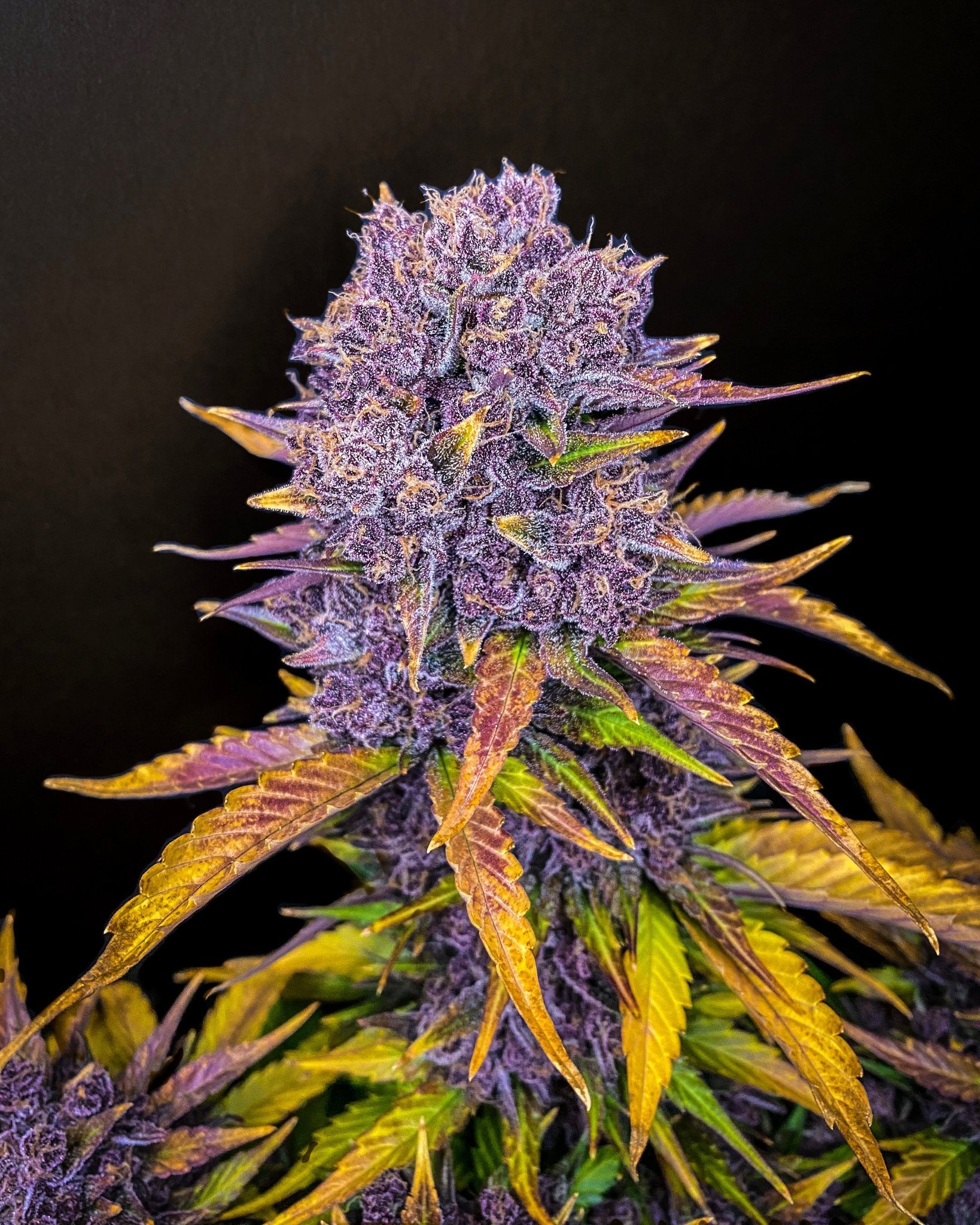 Fast Buds Purple Lemonade - Bud Brothers