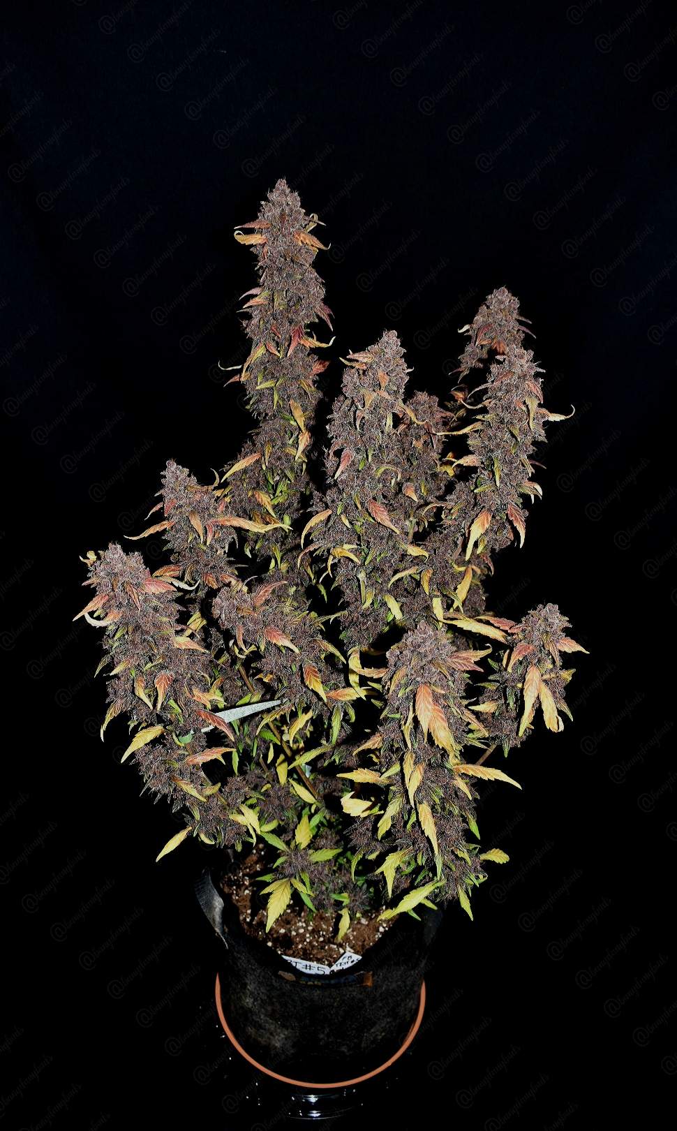 Fast Buds Purple Lemonade - Bud Brothers