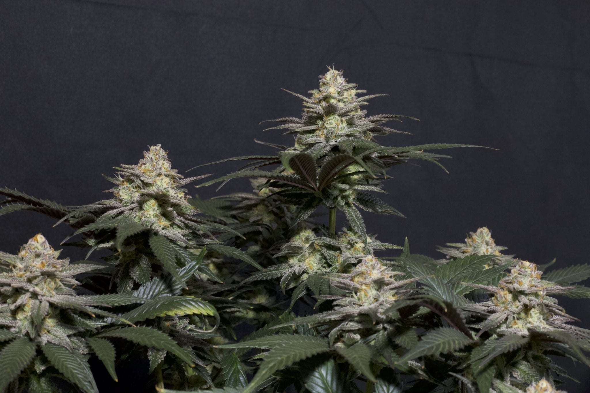 Fast Buds Purple Lemonade FF feminisierte Samen | 25% THC | Lila Buds | Zitronen - Limonade Geschmack - Bud Brothers