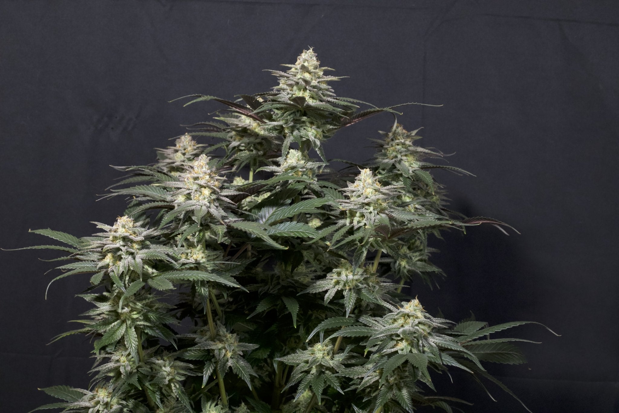 Fast Buds Purple Lemonade FF feminisierte Samen | 25% THC | Lila Buds | Zitronen - Limonade Geschmack - Bud Brothers