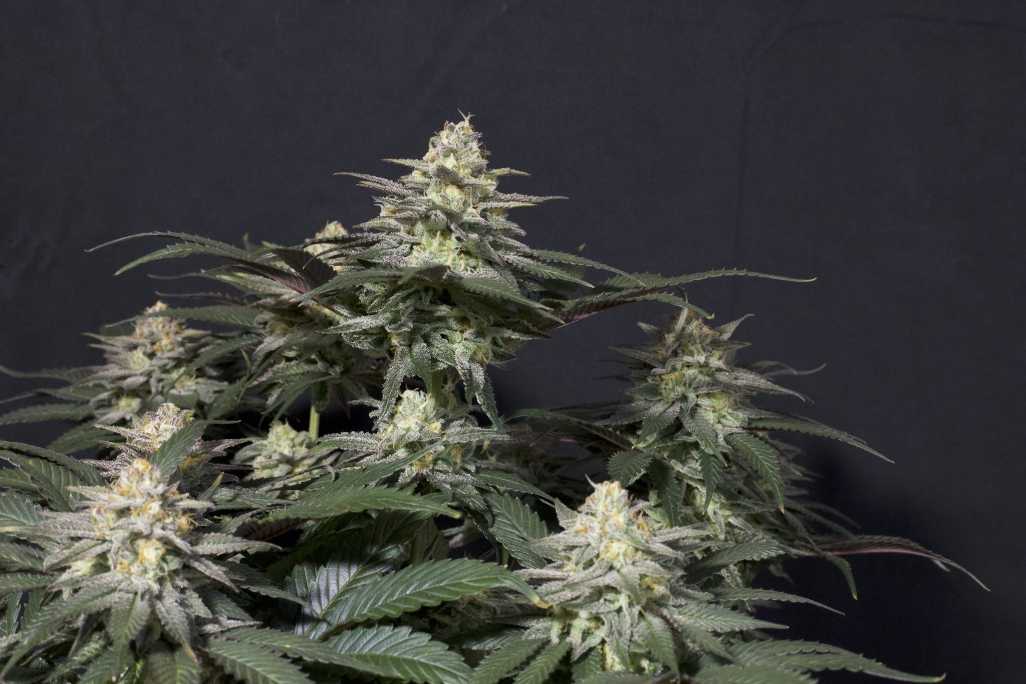 Fast Buds Purple Lemonade FF feminisierte Samen | 25% THC | Lila Buds | Zitronen - Limonade Geschmack - Bud Brothers