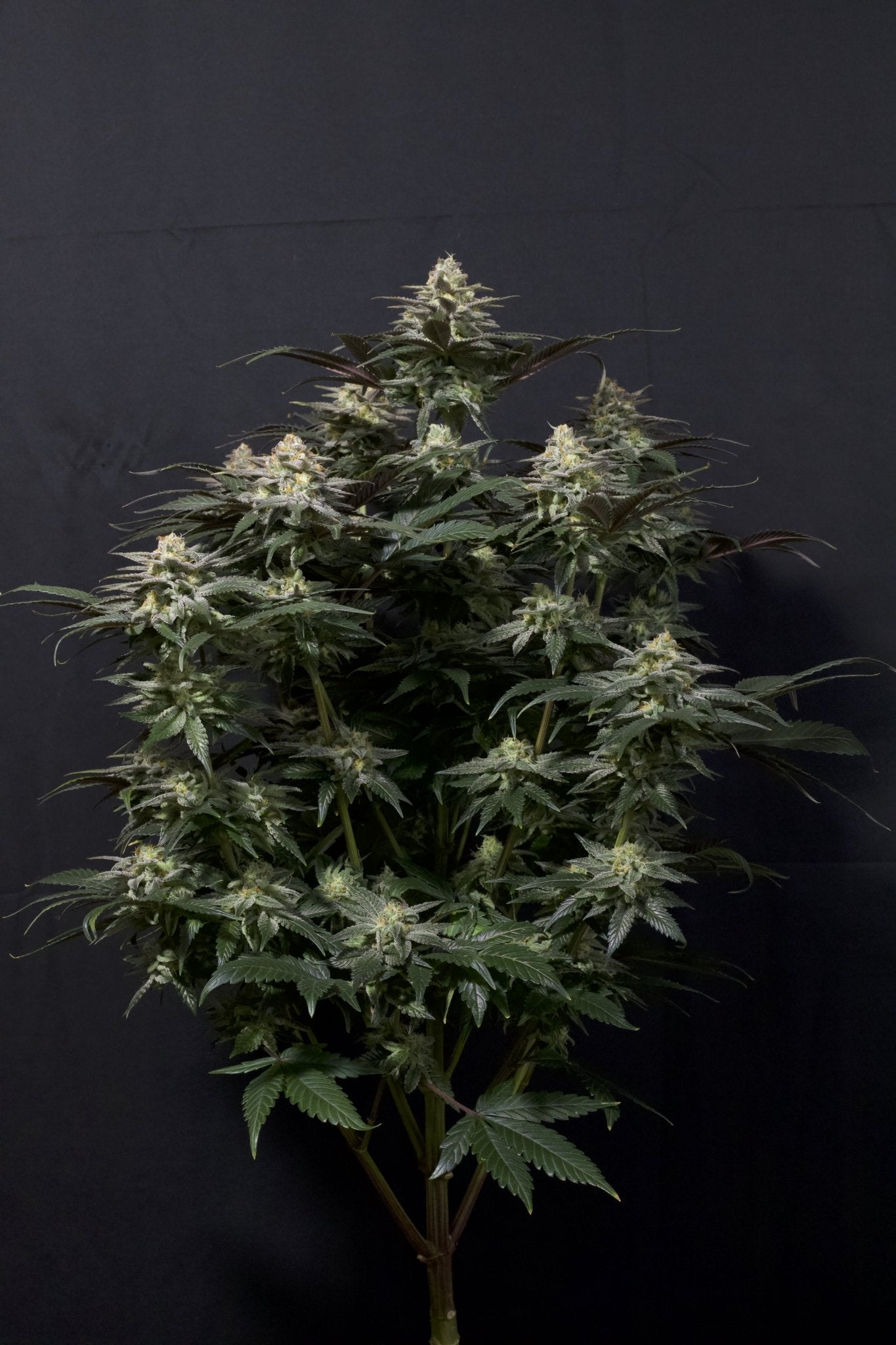 Fast Buds Purple Lemonade FF feminisierte Samen | 25% THC | Lila Buds | Zitronen - Limonade Geschmack - Bud Brothers