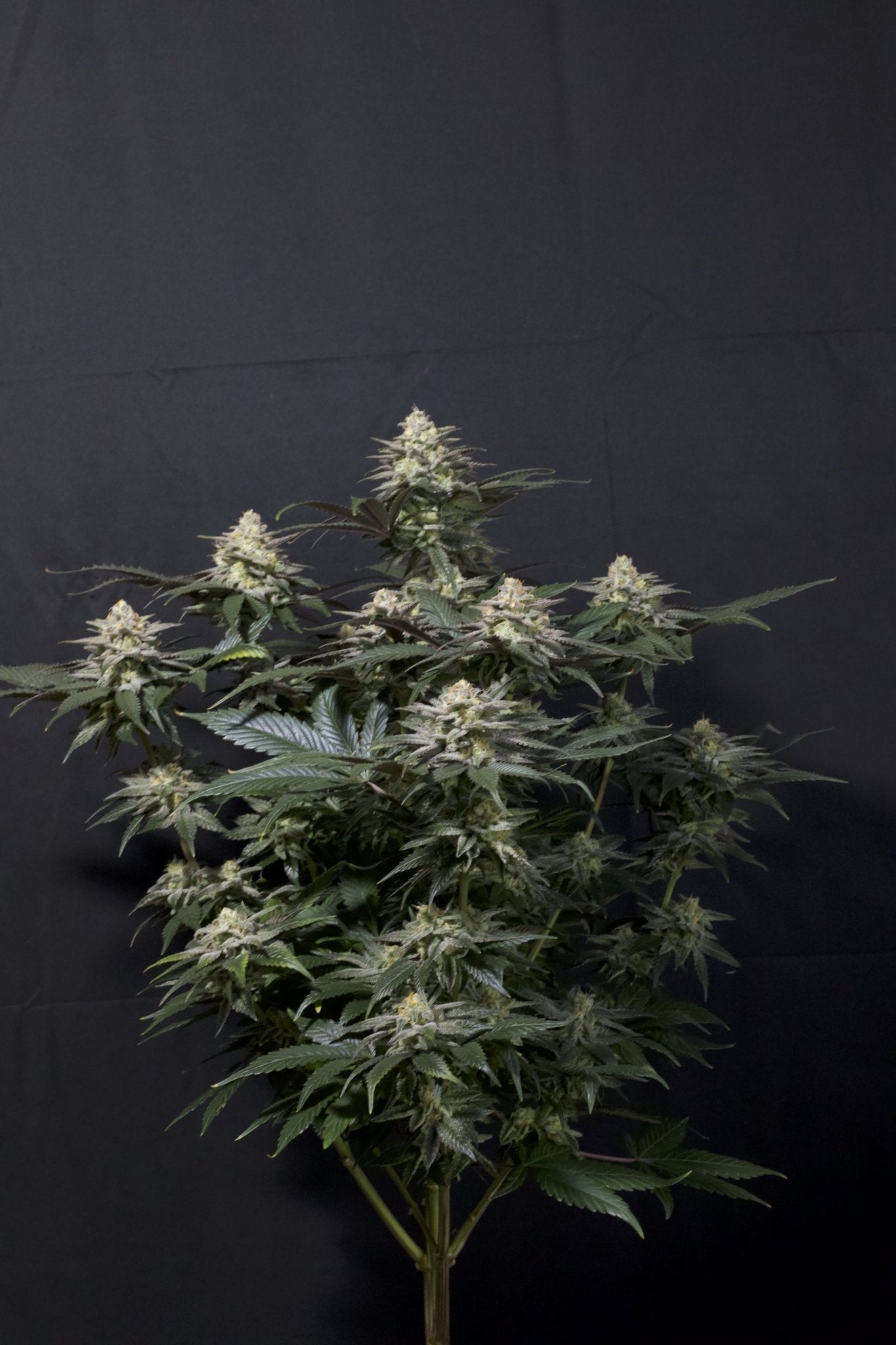 Fast Buds Purple Lemonade FF feminisierte Samen | 25% THC | Lila Buds | Zitronen - Limonade Geschmack - Bud Brothers
