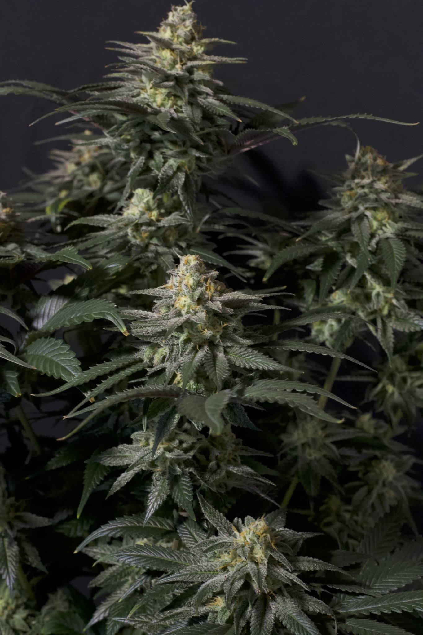 Fast Buds Purple Lemonade FF feminisierte Samen | 25% THC | Lila Buds | Zitronen - Limonade Geschmack - Bud Brothers