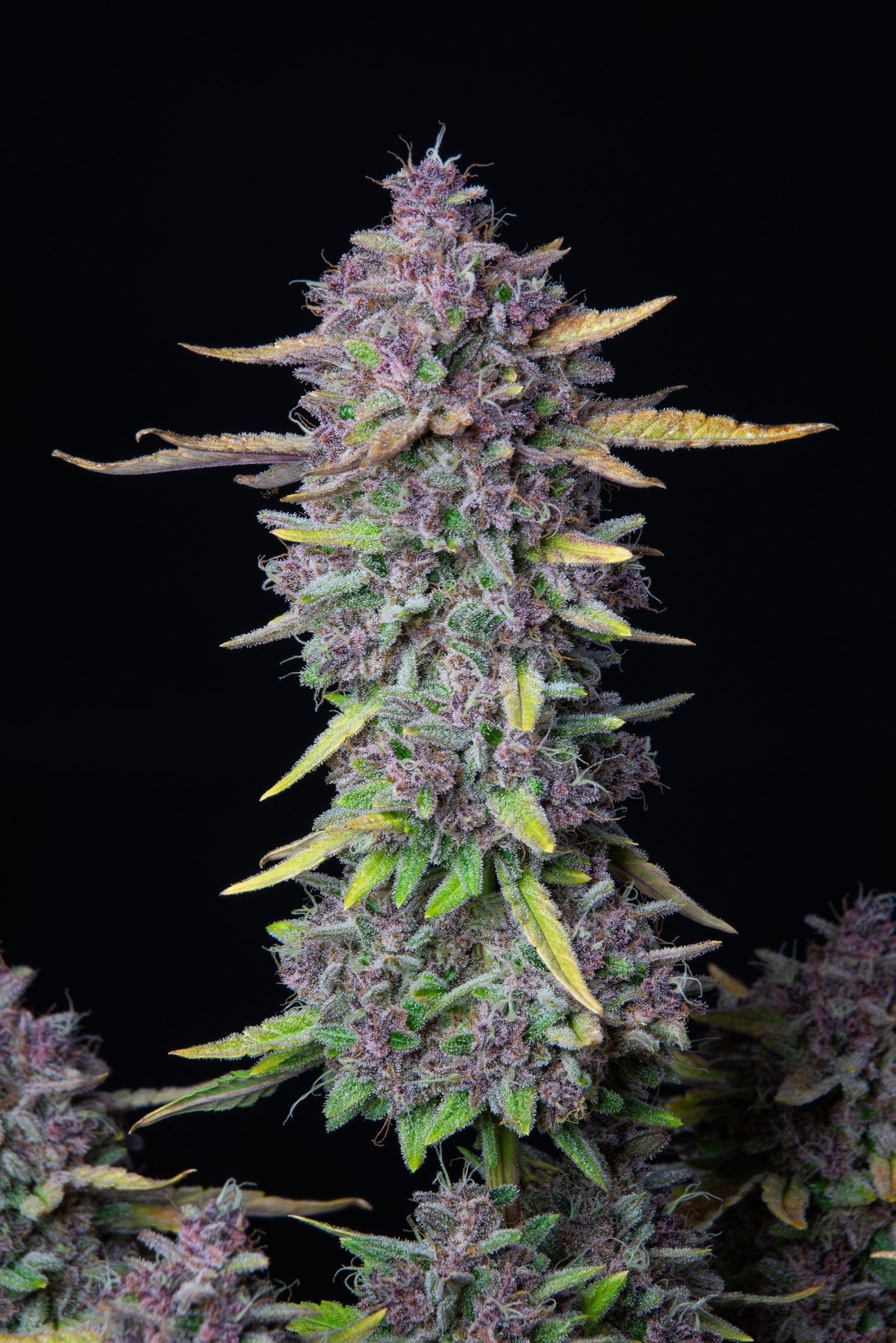 Fast Buds Purple Punch Auto - Bud Brothers