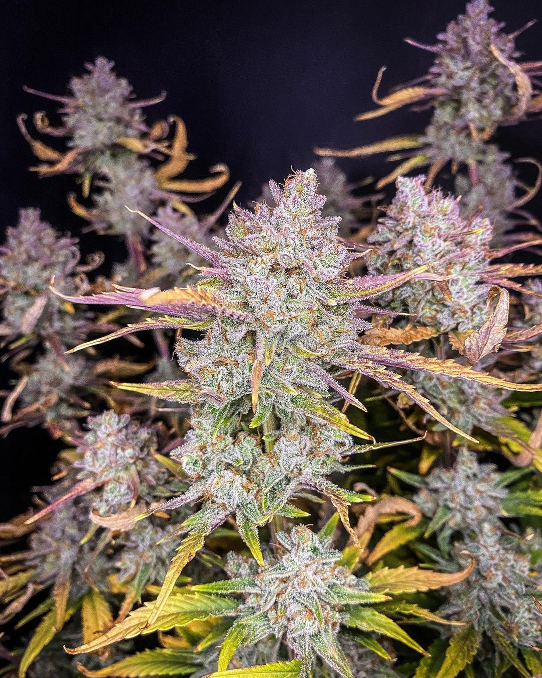 Fast Buds Purple Punch Auto - Bud Brothers