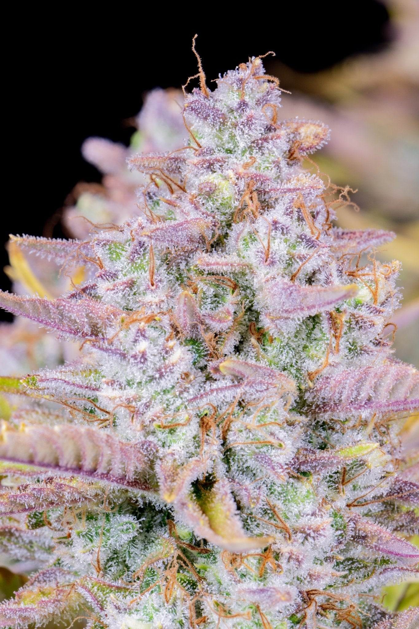 Fast Buds Purple Punch Auto - Bud Brothers