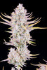 Fast Buds Purple Punch Auto - Bud Brothers