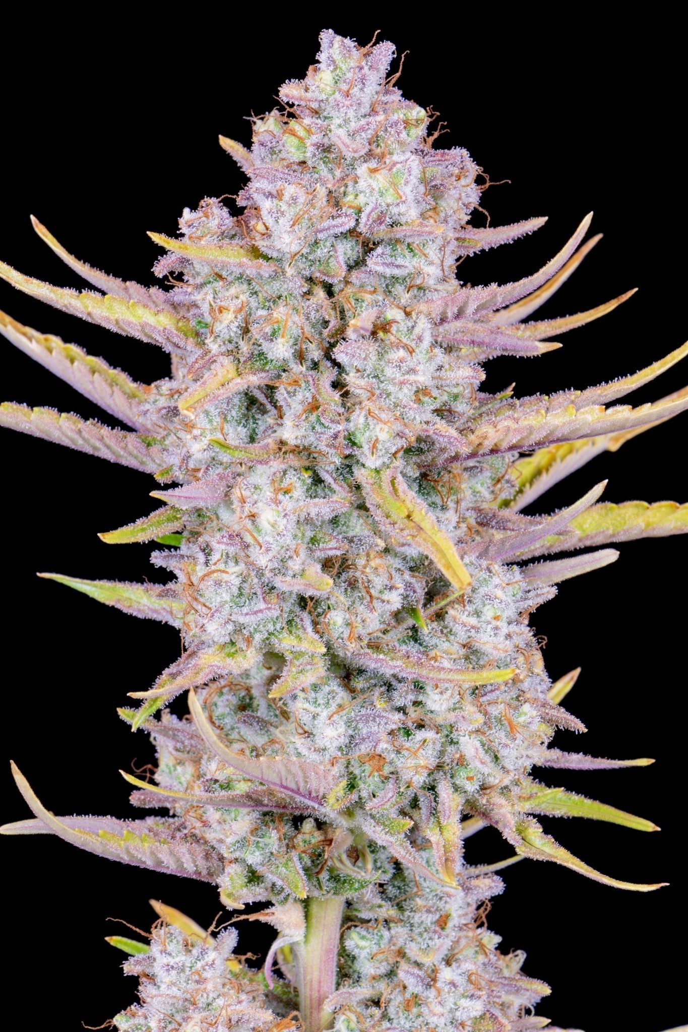 Fast Buds Purple Punch Auto - Bud Brothers