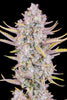 Fast Buds Purple Punch Auto - Bud Brothers