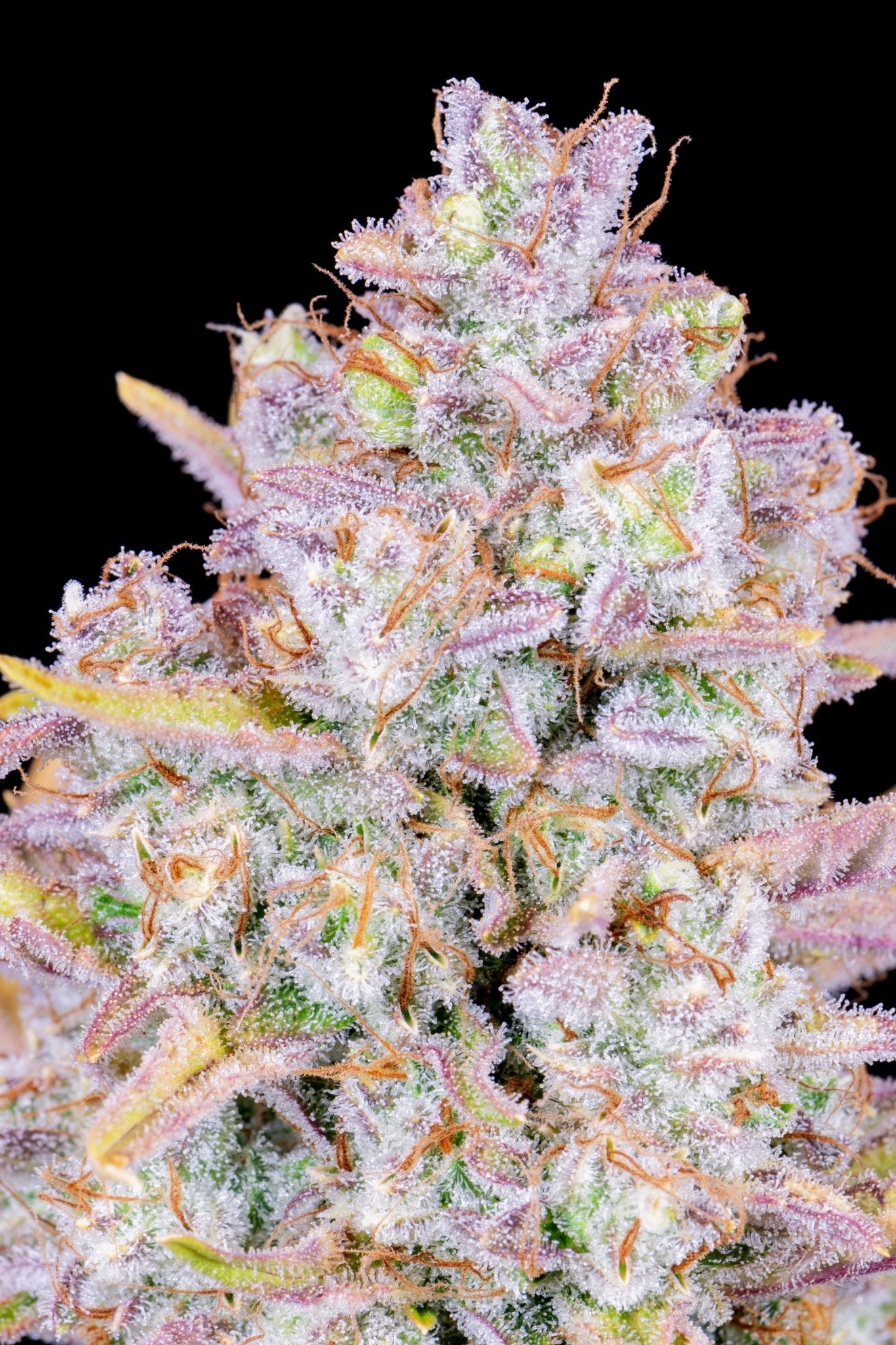 Fast Buds Purple Punch Auto - Bud Brothers