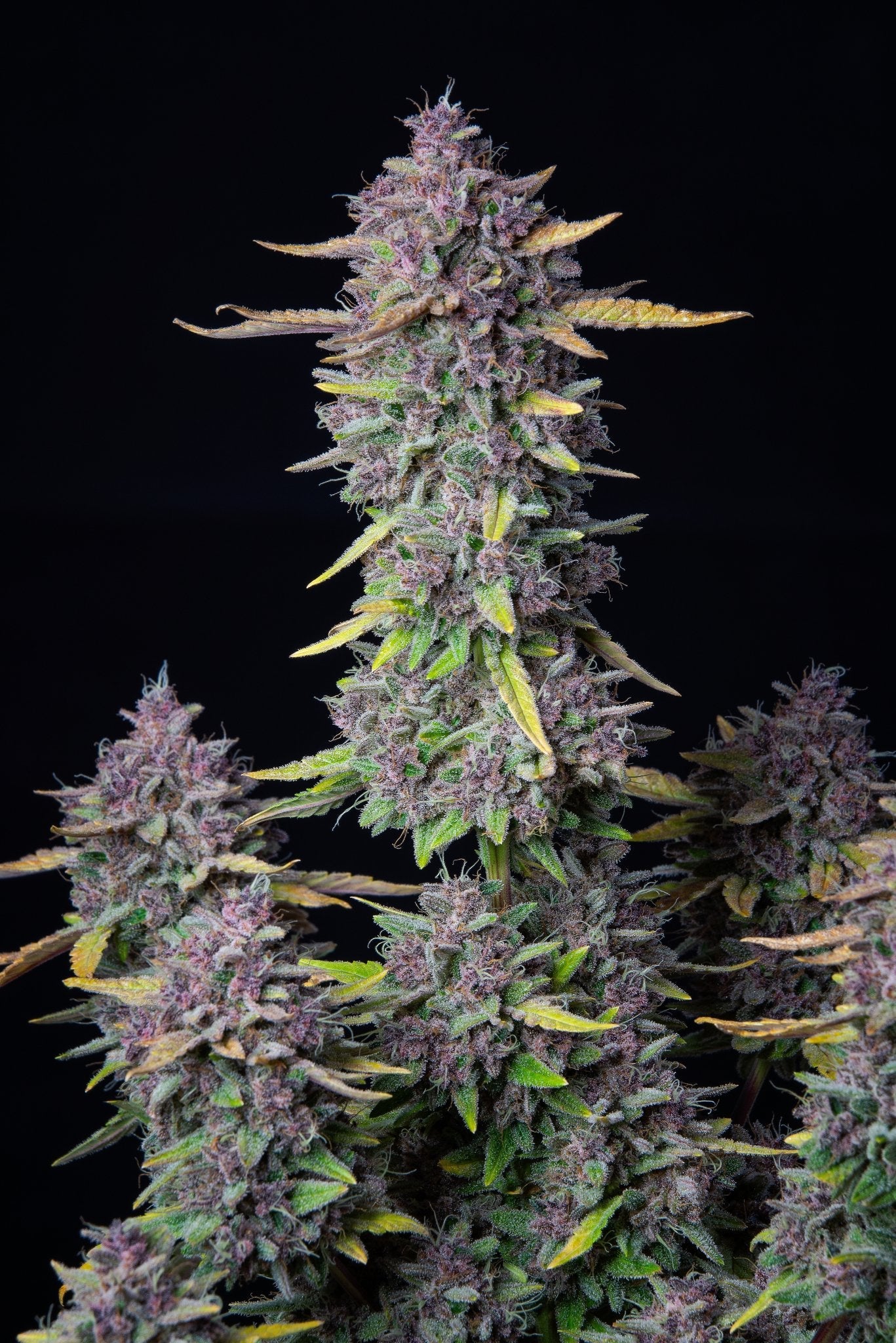 Fast Buds Purple Punch Auto - Bud Brothers