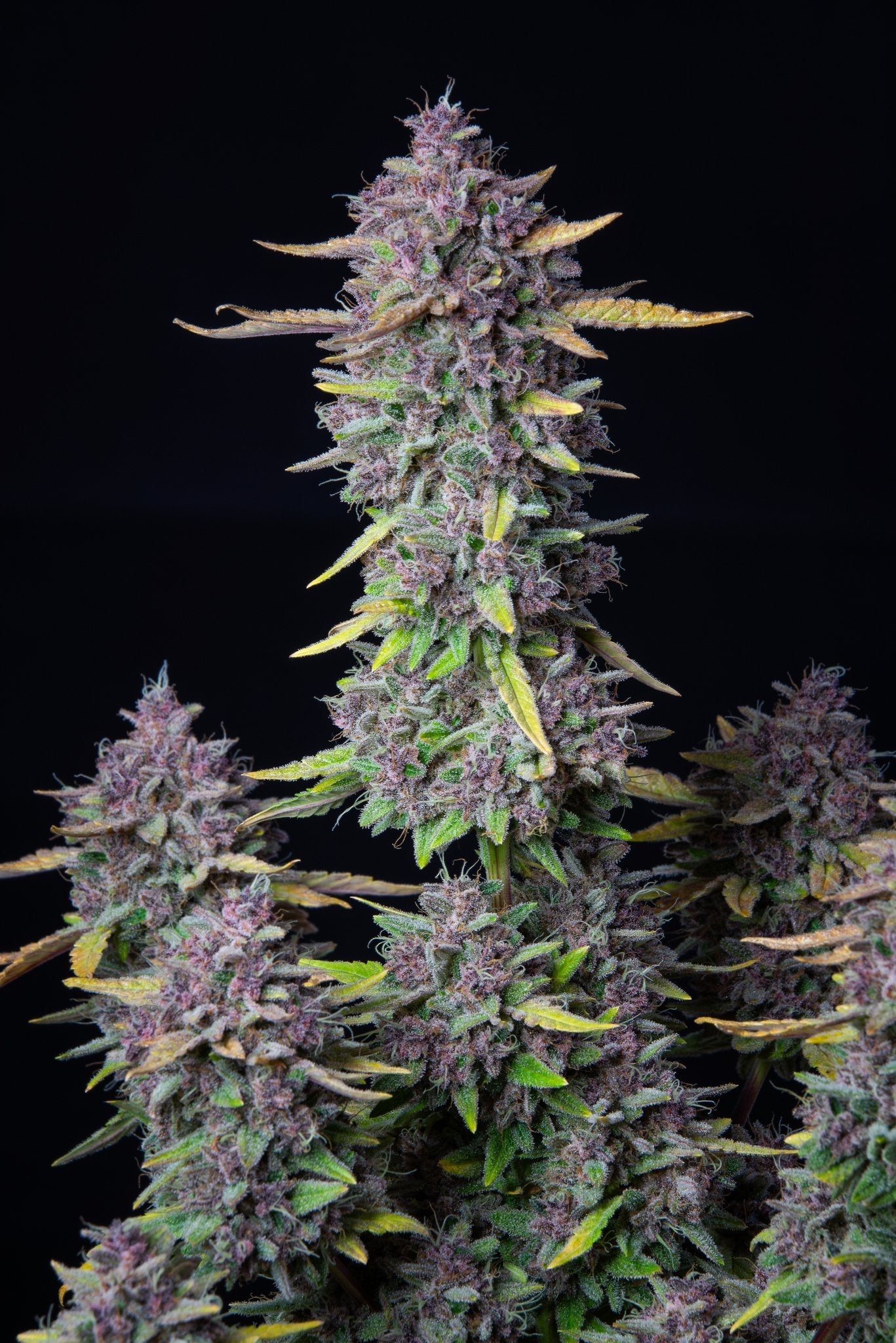 Fast Buds Purple Punch Auto - Bud Brothers