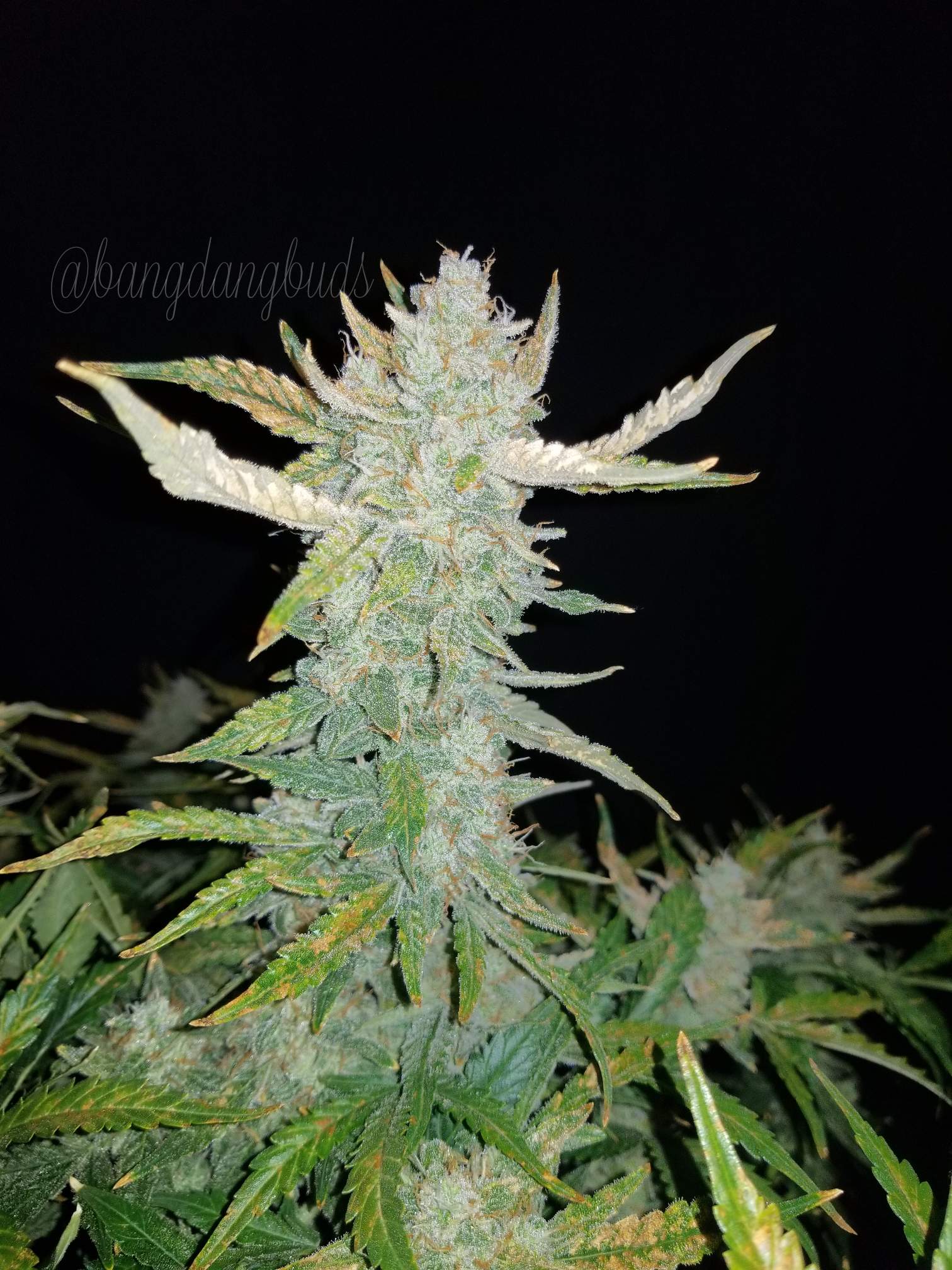 Fast Buds Rhino Ryder Auto - Bud Brothers