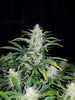 Fast Buds Rhino Ryder Auto - Bud Brothers