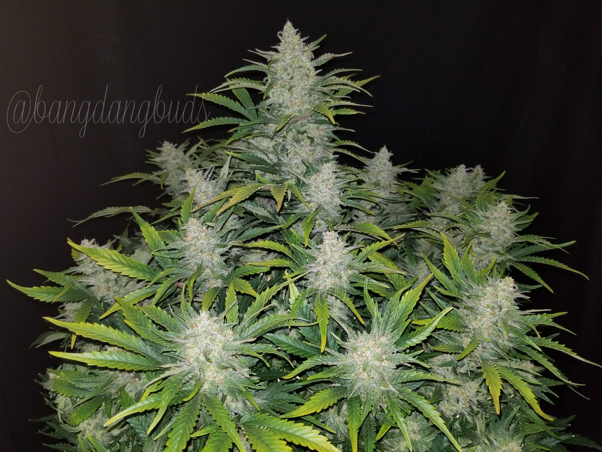 Fast Buds Rhino Ryder Auto - Bud Brothers