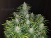 Fast Buds Rhino Ryder Auto - Bud Brothers