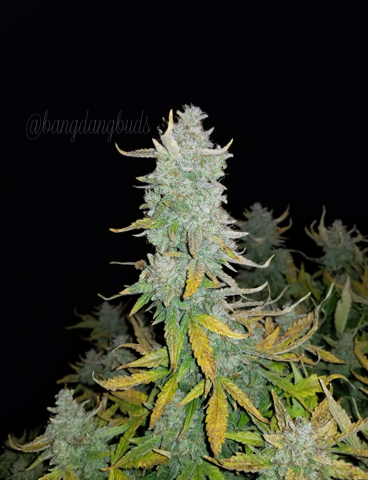 Fast Buds Rhino Ryder Auto - Bud Brothers