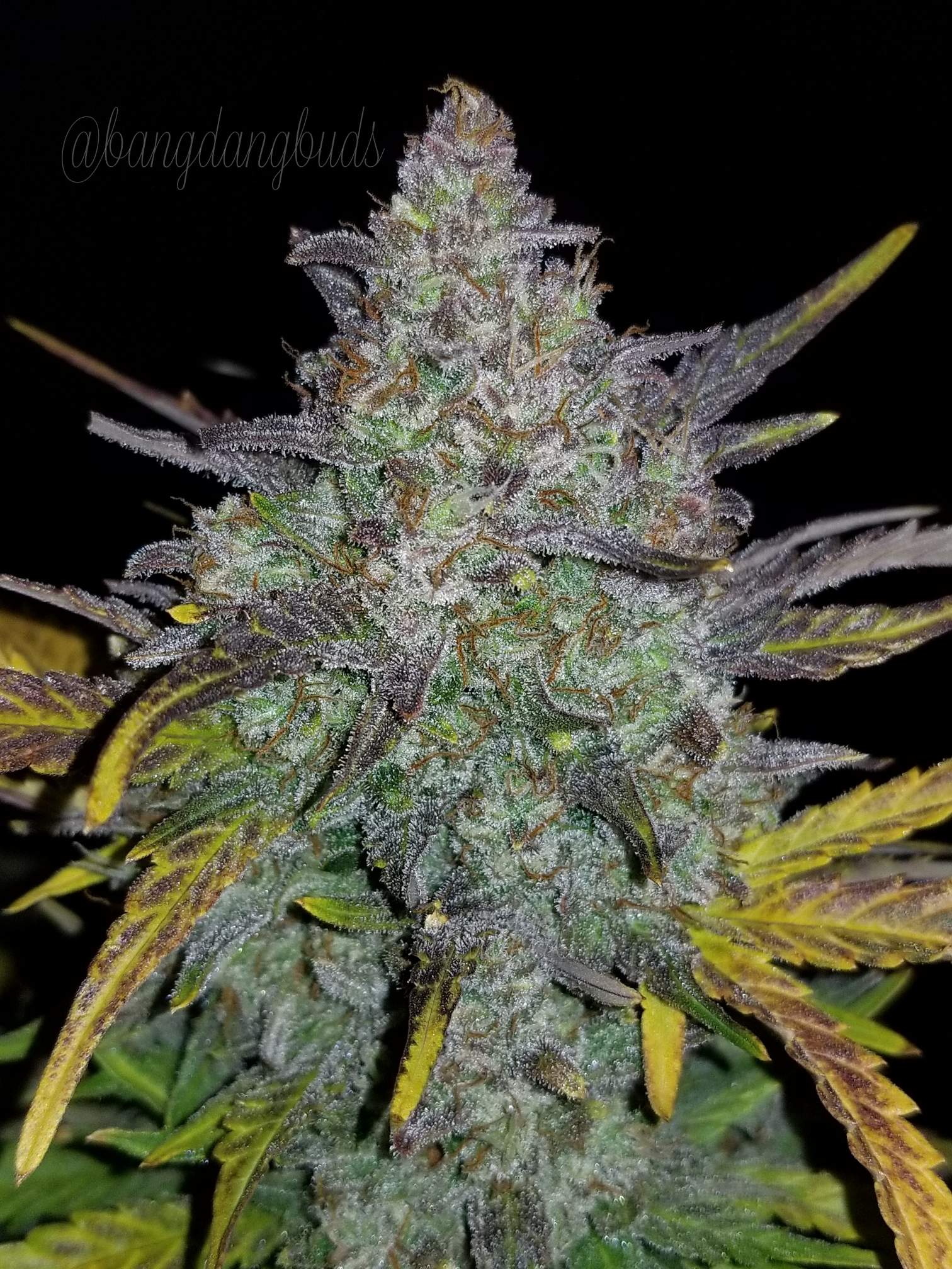 Fast Buds Rhino Ryder Auto - Bud Brothers