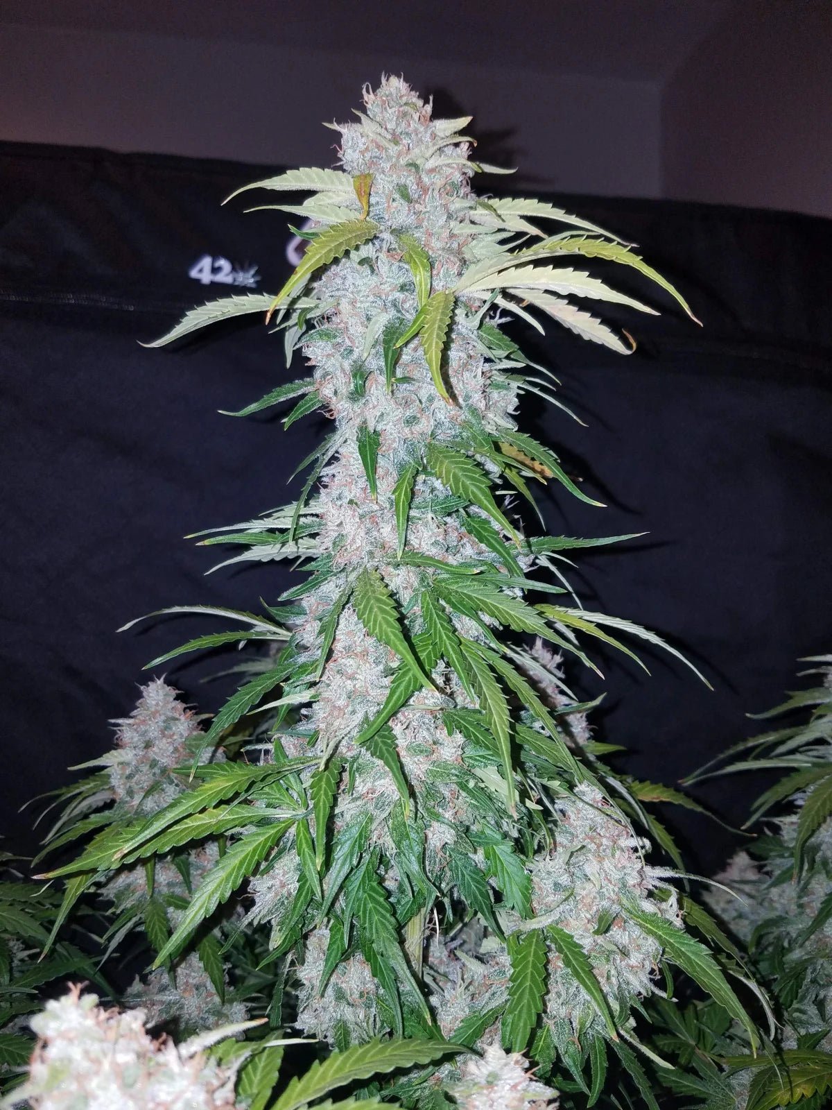 Fast Buds Six Shooter Auto | 3er Packung - Bud Brothers