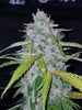Fast Buds Six Shooter Auto | 3er Packung - Bud Brothers