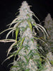 Fast Buds Six Shooter Auto | 3er Packung - Bud Brothers