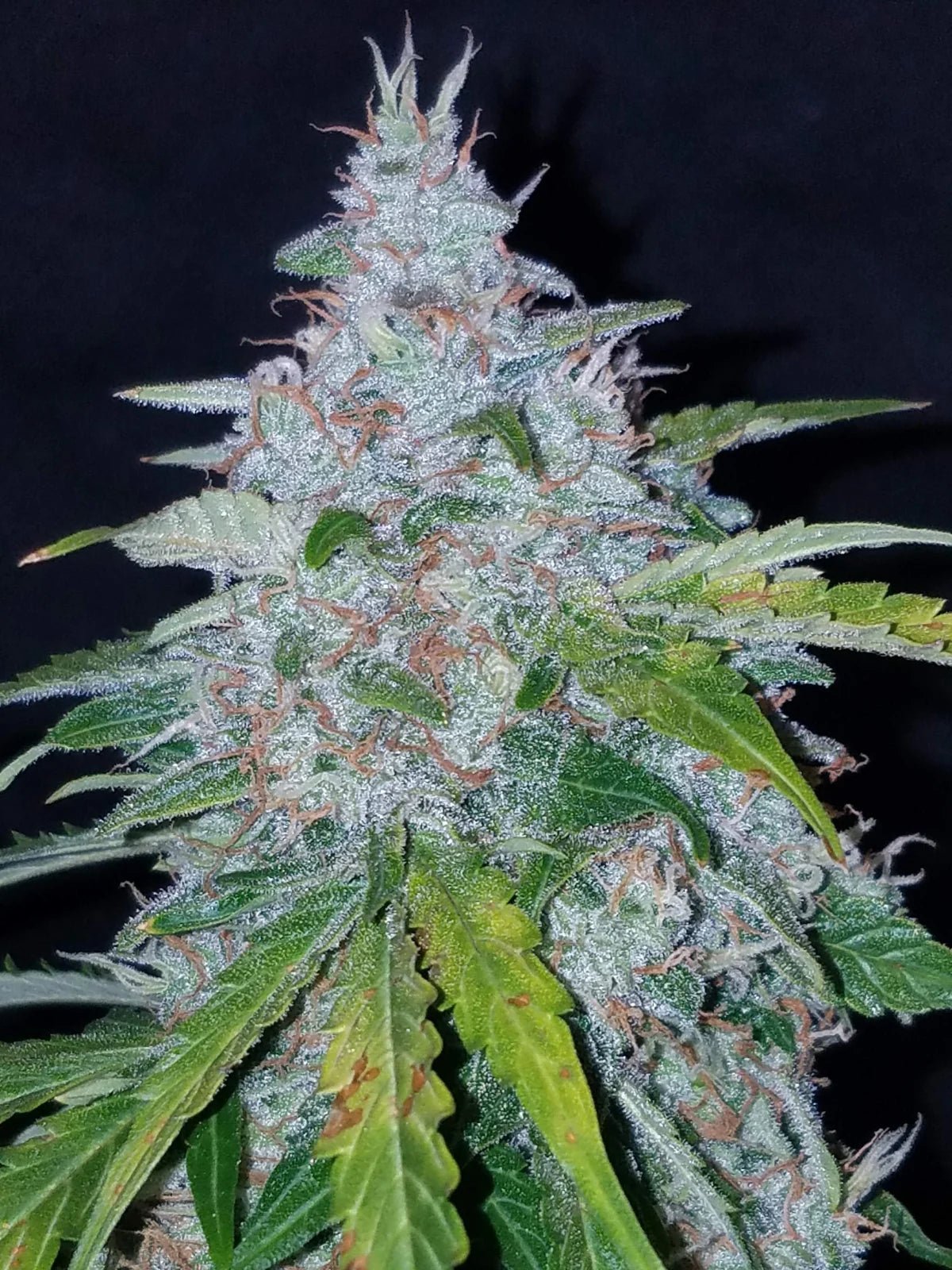 Fast Buds Six Shooter Auto | 3er Packung - Bud Brothers