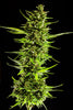 Fast Buds Skunk Auto - Bud Brothers