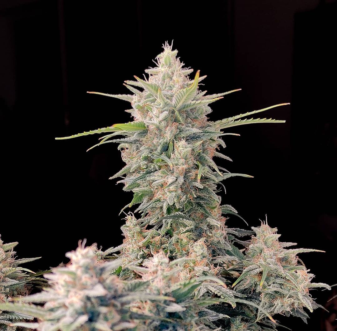 Fast Buds Skunk Auto - Bud Brothers