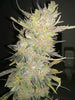 Fast Buds Skunk Auto - Bud Brothers