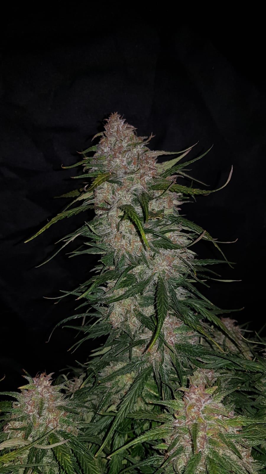 Fast Buds Smoothie Auto - Bud Brothers