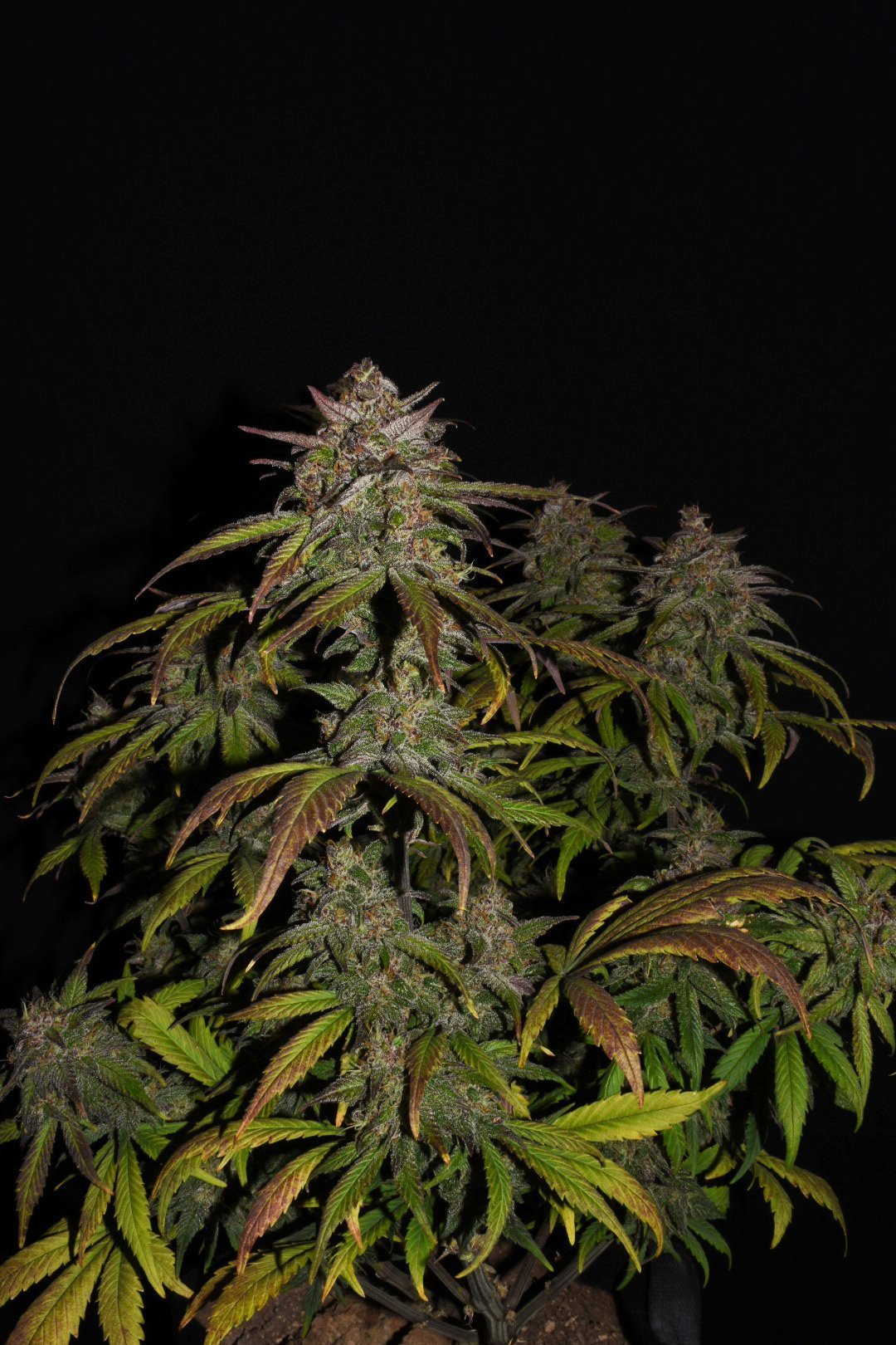 Fast Buds Smoothie Auto - Bud Brothers