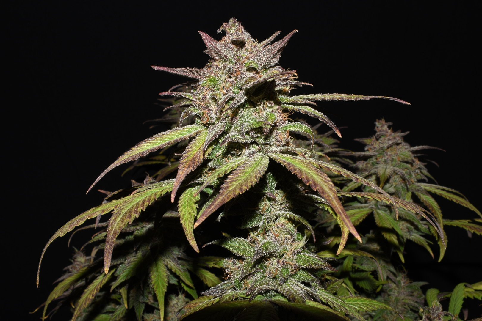 Fast Buds Smoothie Auto - Bud Brothers