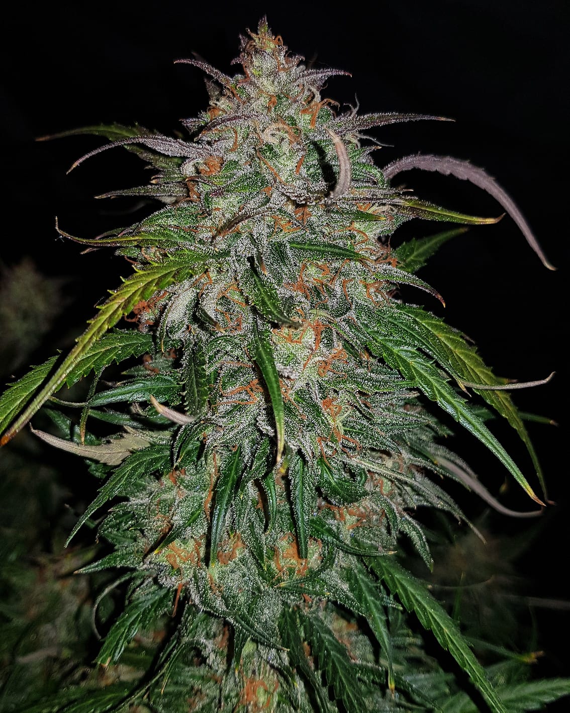 Fast Buds Smoothie Auto - Bud Brothers