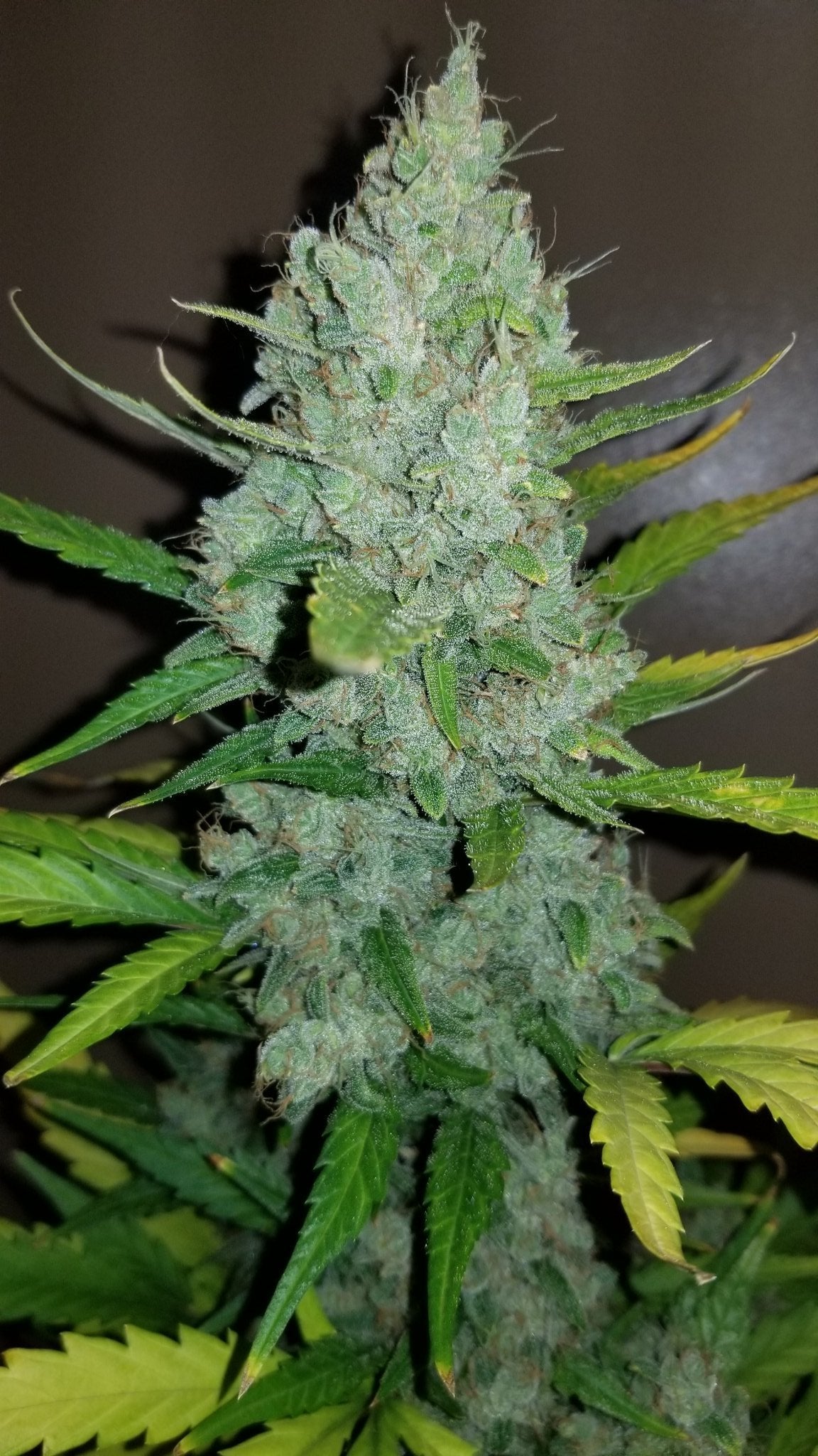 Fast Buds Sour Diesel Auto - Bud Brothers