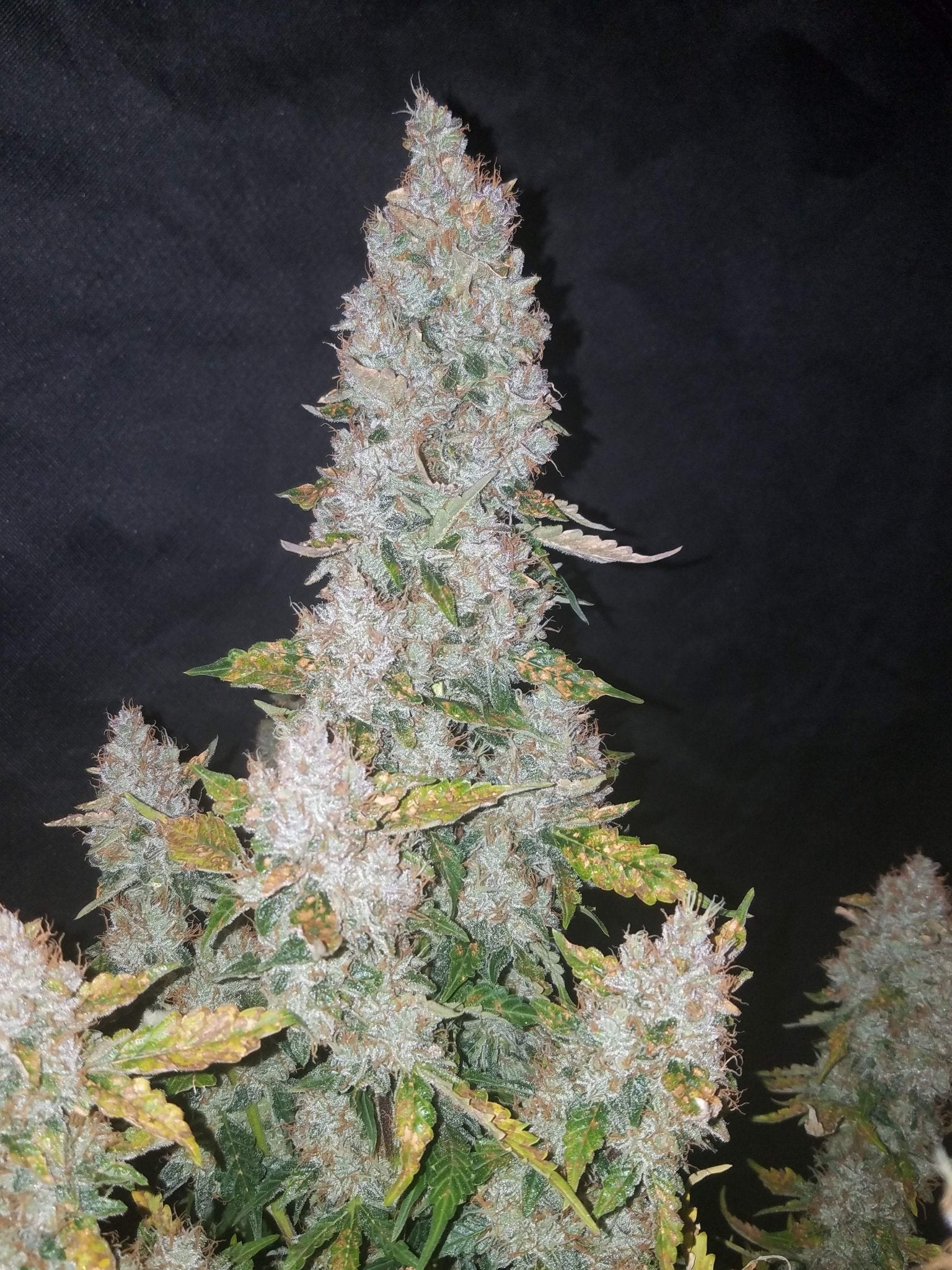 Fast Buds Stardawg Auto - Bud Brothers