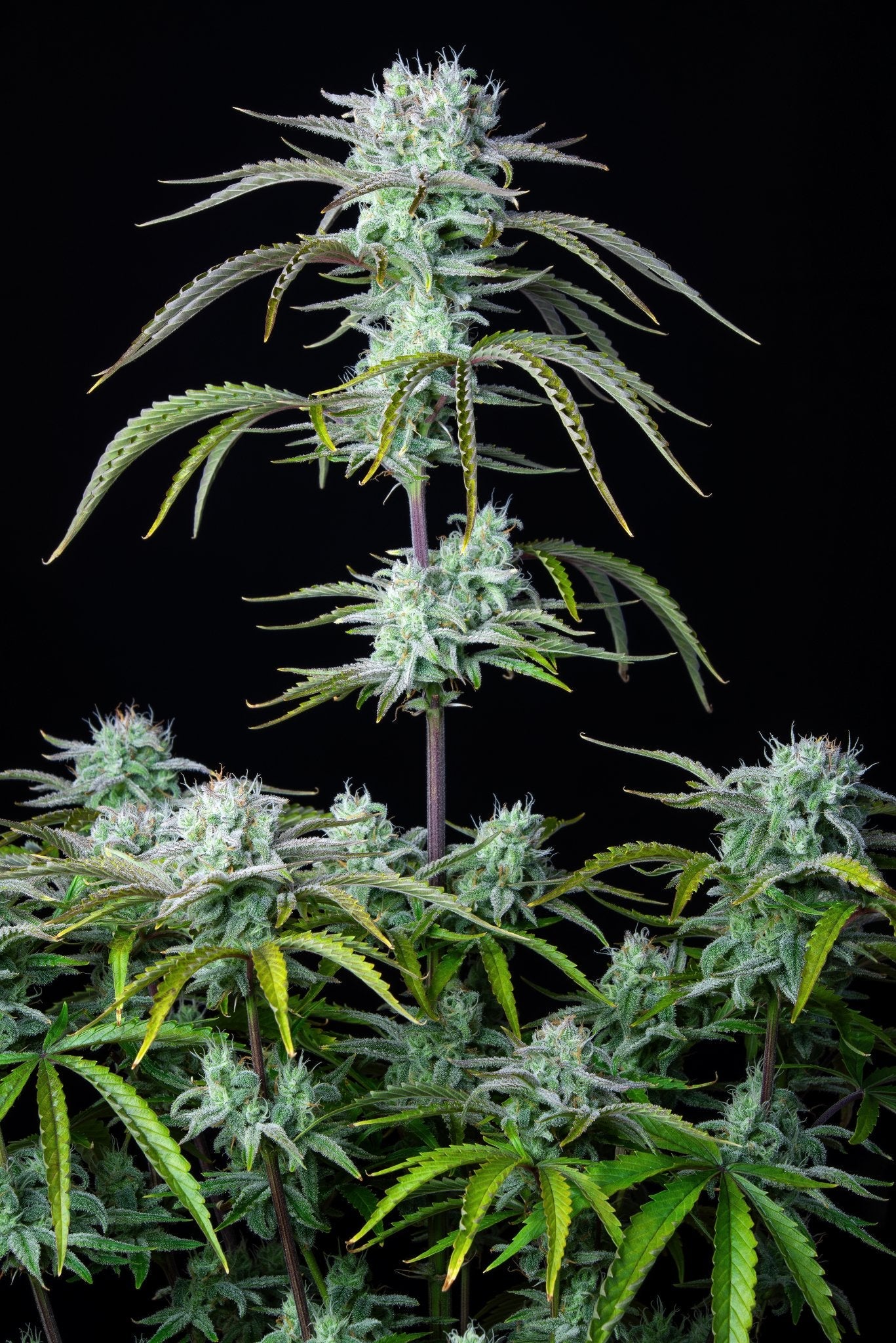 Fast Buds Strawberry Banana Auto - Bud Brothers