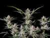 Fast Buds Strawberry Gorilla Auto - Bud Brothers