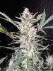 Fast Buds Strawberry Gorilla Auto - Bud Brothers