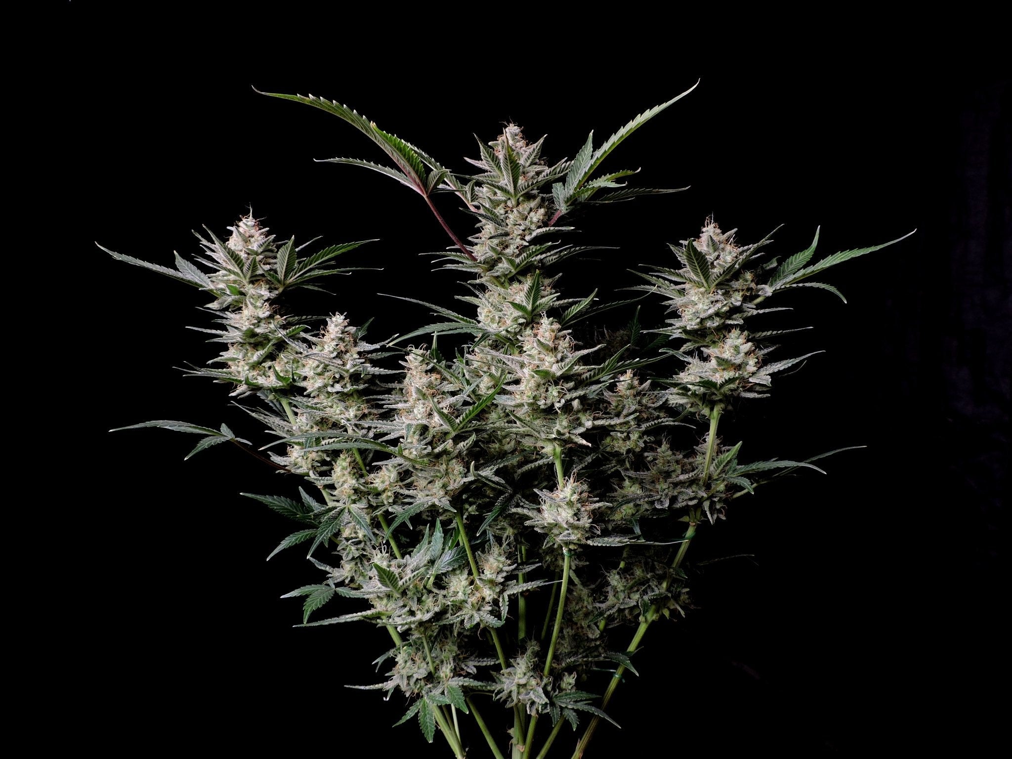 Fast Buds Strawberry Gorilla Auto - Bud Brothers